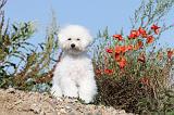 BICHON FRISE 236